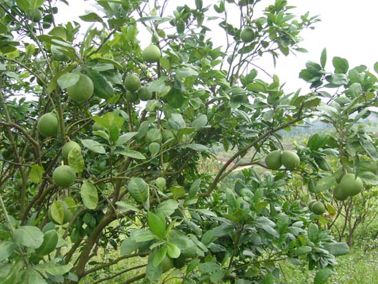 海龙帽,化州橘城网 海龙帽,化州橘城网