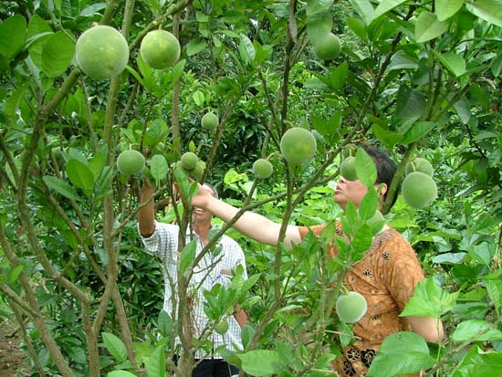 海龙帽,化州橘城网 海龙帽,化州橘城网